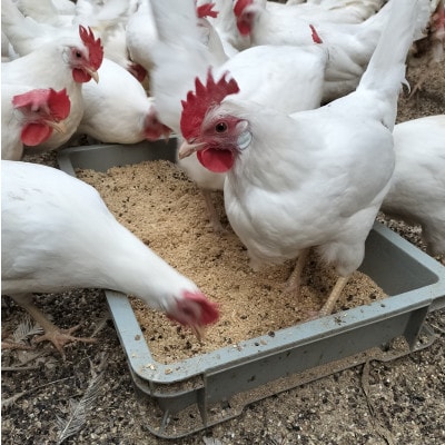 みんなのたまご　赤玉、白玉、青玉、三色の卵の詰め合わせ【配送不可地域：離島・沖縄県】【1670732】