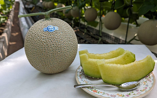 é岡枩宀ãã¹ã¯ã¡ãã³ ã¢ããŒãå°ãããããçœçŽçŽ1.45kg以äžã2çãé
éäžå¯å°åïŒé¢å³¶ã»åæµ·éã»æ²çžçãã1502264ã