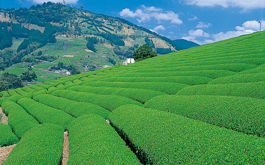世界農業遺産　静岡の茶草場農法　掛川茶深むし茶・葉織　100g袋×3本【配送不可地域：離島・沖縄県】【1600783】