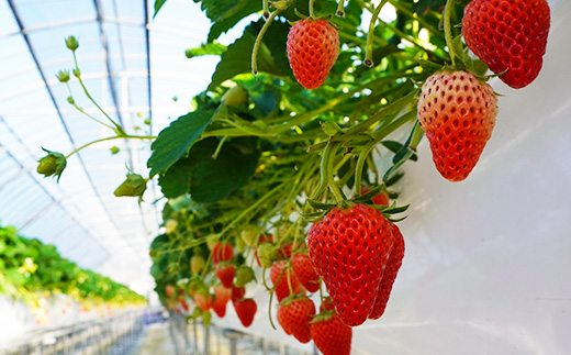 【2026年出荷先行予約】総重量約1080g【掛川市産】いちご・紅ほっぺ DXパック(4パック入)【配送不可地域：離島・北海道・沖縄県・四国・九州】【1635330】