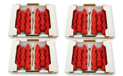 きらぴ香セット(8パック　約2080g)　酸味は控えめで濃厚な甘さのおいしいいちご【配送不可地域：離島・北海道・沖縄県・四国・九州】【1676948】