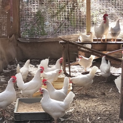 みんなのたまご　赤玉、白玉、青玉、三色の卵の詰め合わせ【配送不可地域：離島・沖縄県】【1670732】