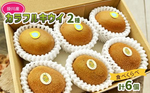 掛川産カラフルキウイ2種6個セット 期間限定キウイフルーツカントリーJapan　5880【配送不可地域：離島・北海道・沖縄県・四国・九州】【1652679】