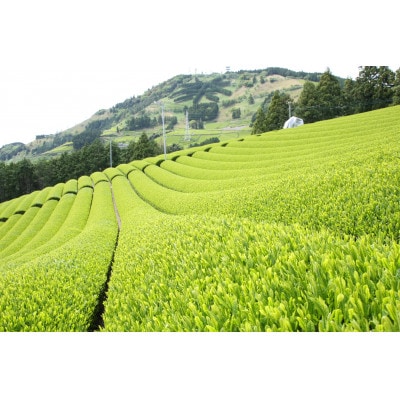 æå·æ±å±±è¶ããããããè¶èã5gÃ30è¢ãé
éäžå¯å°åïŒé¢å³¶ã»æ²çžçãã1718455ã