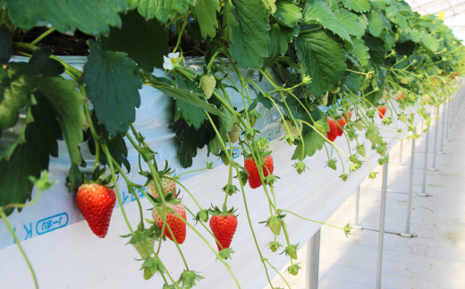 きらぴ香セット(6パック　約1560g)　酸味は控えめで濃厚な甘さのおいしいいちご【配送不可地域：離島・北海道・沖縄県・四国・九州】【1676945】