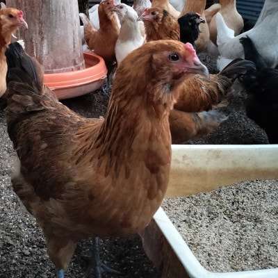 みんなのたまご　赤玉、白玉、青玉、三色の卵の詰め合わせ【配送不可地域：離島・沖縄県】【1670732】