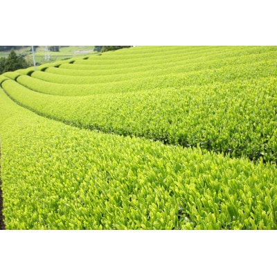 かけがわ抹茶饅頭 8個入り・掛川茶ティーバッグ桜(5g×20個)・やよい茶葉(100g)　和みセット【配送不可地域：離島・沖縄県】【1719438】