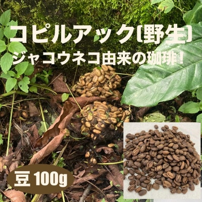 ジャコウネコ由来の希少コーヒー 野生コピルアック珈琲・掛川自家焙煎で丁寧に仕上げた贈答品 100g【配送不可地域：離島・沖縄県】【1651759】