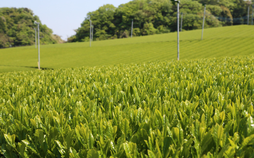 お湯でも水でもOK!水出し煎茶セット(5g×12パック)×5袋【配送不可地域：離島・沖縄県】【1670593】