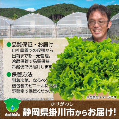 【こだわりの1種×6個セット】リーフレタス「掛川ラットューガ・ローザ」【配送不可地域：離島・北海道・沖縄県・四国・九州】【1695158】