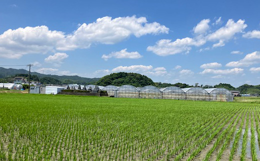 【2026年出荷先行予約】総重量約1080g【掛川市産】いちご・紅ほっぺ DXパック(4パック入)【配送不可地域：離島・北海道・沖縄県・四国・九州】【1635330】