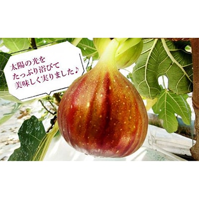 【2026年発送】静岡県掛川産　ミズノ農園の完熟いちじく【桝井ドーフィン】DXパック 500g×2P【配送不可地域：離島・北海道・沖縄県・東北・中国・四国・九州】【1645924】