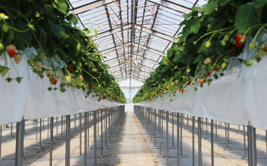 きらぴ香セット(8パック　約2080g)　酸味は控えめで濃厚な甘さのおいしいいちご【配送不可地域：離島・北海道・沖縄県・四国・九州】【1676948】