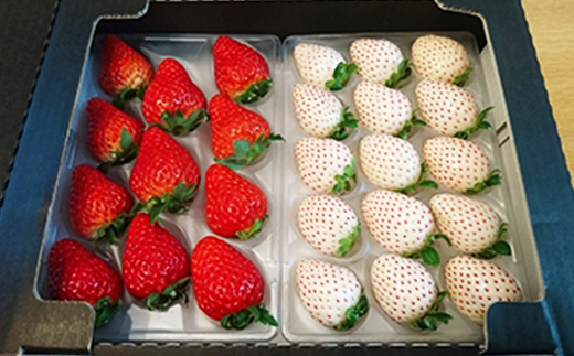 é岡çç£ãã¡ããèµ€&çœã€ããŽãé£ã¹æ¯ã¹2ããã¯ãé
éäžå¯å°åïŒé¢å³¶ã»åæµ·éã»æ²çžçã»æ±åã»äžåœã»ååœã»ä¹å·ãã1127878ã