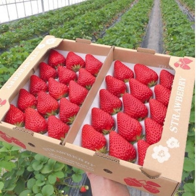 紅ほっぺ  大粒　約500g×2パック【配送不可地域：離島・北海道・沖縄県・四国・九州】【1711396】