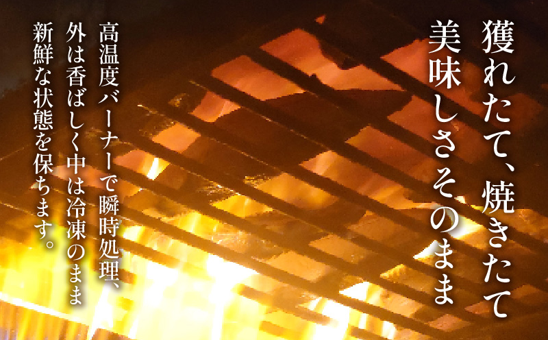 訳あり かつおのたたき 1kg 7,000円 サイズ 不揃い 小分け 真空 パック 新鮮 鮮魚 天然 水揚げ カツオ 鰹 タタキ 冷凍 大容量 マルコ水産 静岡県