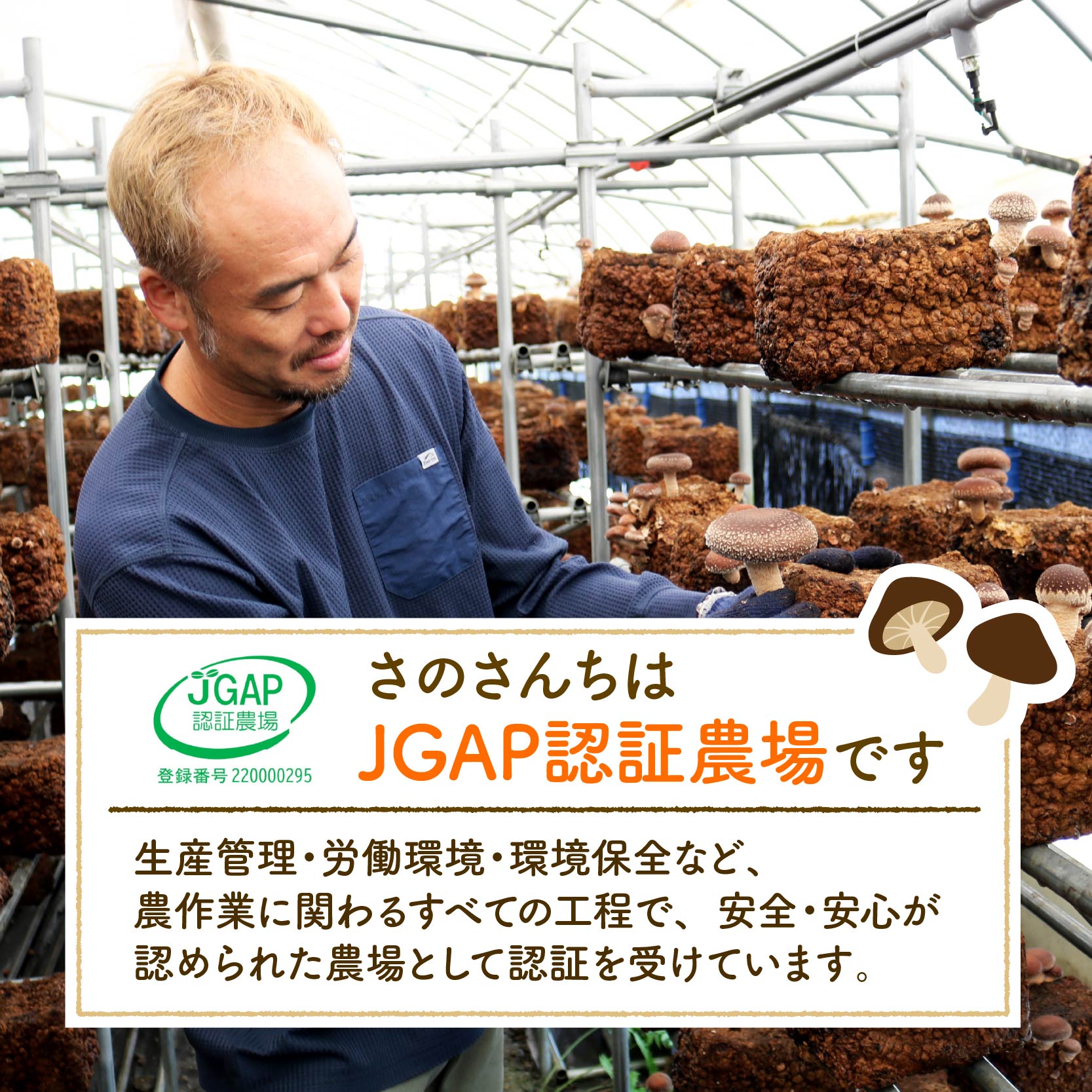 しいたけパウダー 45g 6袋 富富（とむとむ）さのさんち 椎茸 シイタケ パウダー 粉 出汁 きのこ 安心 安全 JGAP認証農場 干し椎茸 国産 乾燥椎茸 小分け キノコ 調理 簡単 便利 静岡県 藤枝市