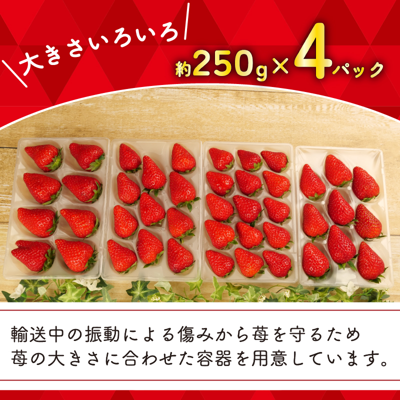 【先行予約 : 2025年1月～2025年2月発送予定 】 いちご きらぴ香 約1kg 約250g×4パック 朝どれ 完熟 苺 産地 直送 フレッシュ イチゴ 贈答 フルーツ 果物 国産 静岡県 藤枝市 ふるさと人気 ふるさとおすすめ