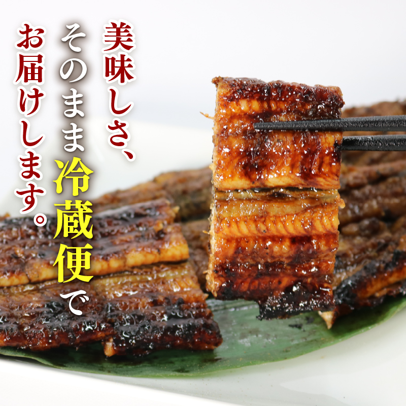 【全3回定期便】 うなぎ 蒲焼 大姿焼き 2尾 (140g×2) 定期便 鰻蒲焼 ウナギ かばやき 土用 丑の日 活鰻 自家製蒲焼 たれ 山椒 ギフト 贈答 冷蔵 まとめ買い 静岡県 藤枝 ふるさと人気