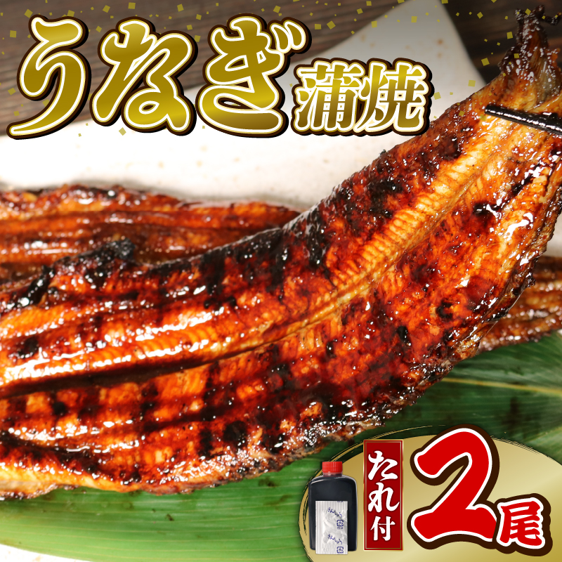 うなぎ 蒲焼 2尾 (140g ×2)  鰻蒲焼 ウナギ かばやき 土用 丑の日  活鰻 自家製蒲焼 たれ 山椒 ギフト 贈答   冷蔵 まとめ買い 静岡県 藤枝 ふるさと人気