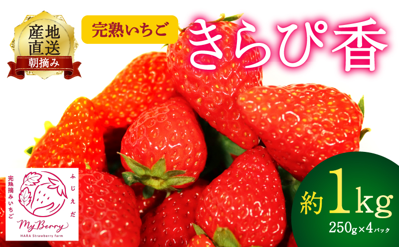 【先行予約 : 2025年1月～2025年2月発送予定 】 いちご きらぴ香 約1kg 約250g×4パック 朝どれ 完熟 苺 産地 直送 フレッシュ イチゴ 贈答 フルーツ 果物 国産 静岡県 藤枝市 ふるさと人気 ふるさとおすすめ