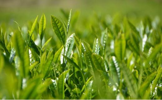 お茶 ティー バッグ 5種 詰合せ ブレンド 有機 茶葉 日本茶 紅茶 パック 詰め合わせ セット カテキン 健康