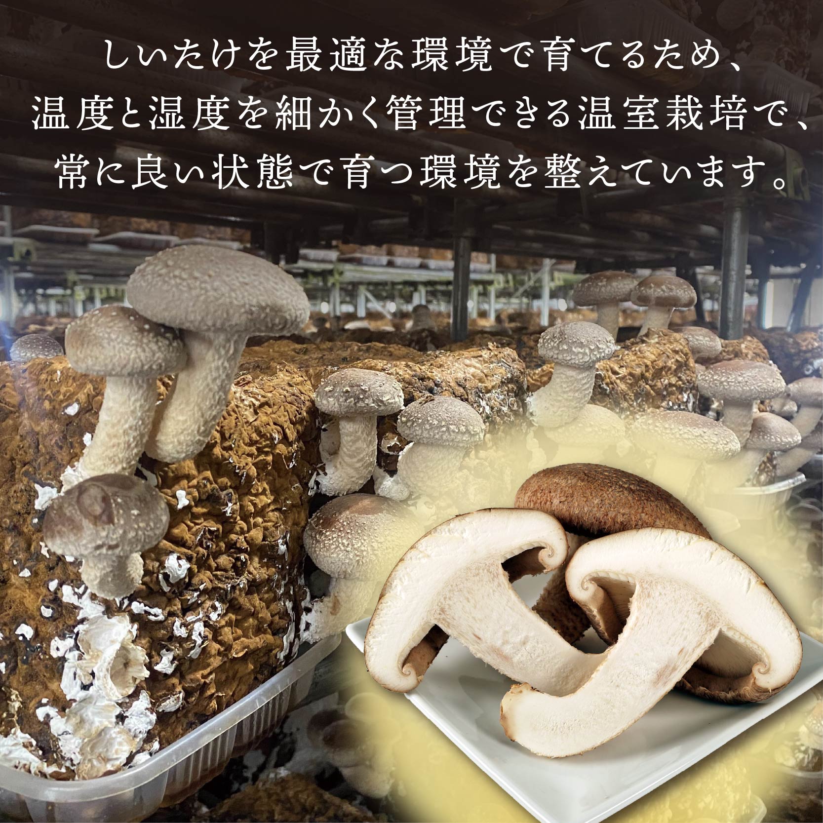 生 しいたけ 約1kg 前田きのこ園 椎茸 シイタケ 肉厚 ジューシー きのこ 茸 キノコ 温室栽培 手作業 旨味 たっぷり 香り 冷凍保存で旨味アップ 人気 野菜 静岡県 藤枝市