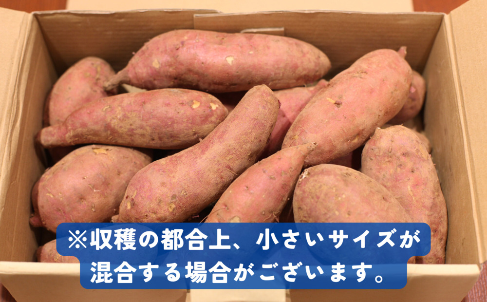 【2024年11月中旬～2025年2月末発送予定】 さつまいも 安納芋 10kg 期間限定 受付期間：2025年2月15日まで サツマイモ さつま芋 イモ 芋 いも 野菜 やさい 人気 おすすめ 静岡県 藤枝市