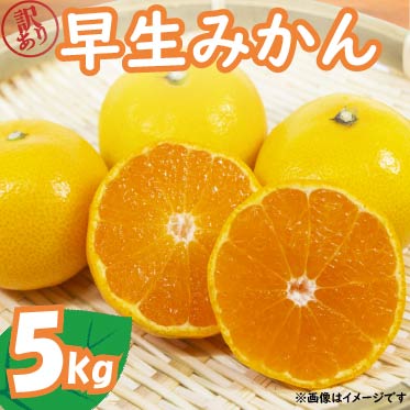 【2025年11月上旬～順次発送】 訳あり 早生 みかん 5kg 家庭用 早生みかん 果物 国産 フルーツ 柑橘 蜜柑 期間限定 季節限定 訳あり品 大きさ 不揃い ミカン  静岡県 藤枝市