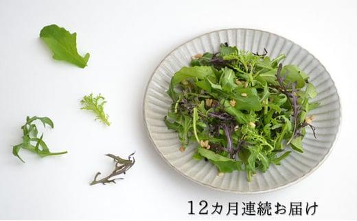 定期便 12回 国産 ハーブ 野菜 詰め合わせ 約 450g 4種 8袋 セット × 12ヶ月 お届け ルッコラ 約 50g × 3袋 リーフトマト 赤からし菜 約 50g × 2袋 リーフマスタード からし菜 約 50g × 2袋 セルバチコ 約 100g × 1袋 水菜 野菜 サラダ 新鮮 産地直送 農家直送 イタリアン フレンチ 洋食 毎月発送 静岡県 藤枝市