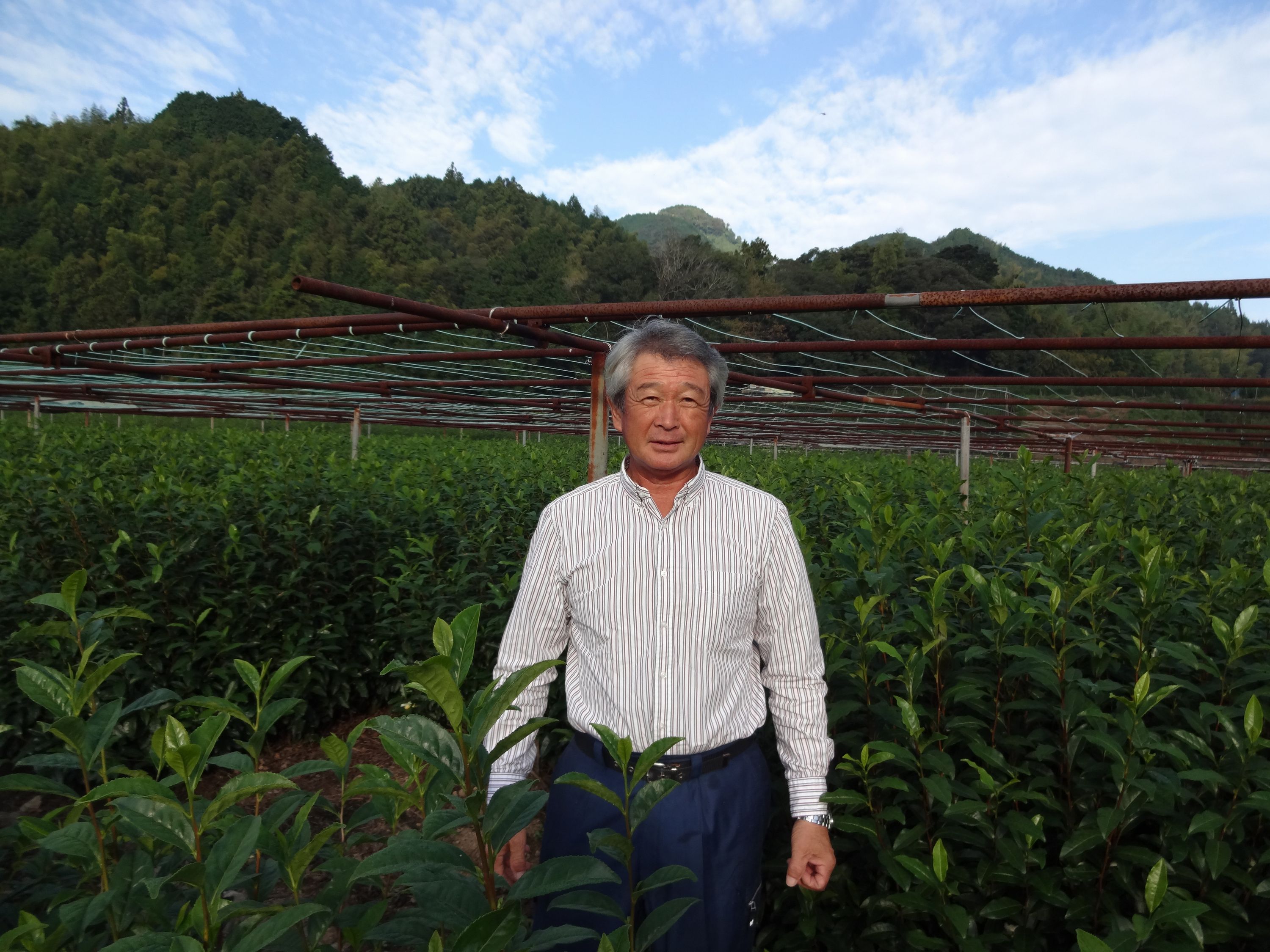 お茶 計 8 袋 飲み比べ セット 朝比奈 玉露 名人茶 農林水産大臣賞 東平 信也 昇 達実 各 2 袋 伝統 静岡茶 日本茶 緑茶 国産 静岡県産 藤枝 薮崎園