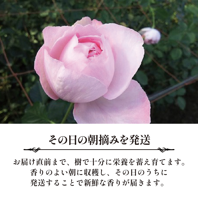 【6ヶ月定期便】 バラ 花束 ブーケ 朝摘み 3種類 薔薇 花 ばら パフューム ローズ 生花 ギフト プレゼント 祝い 定期便 母の日 卒業式 贈り物 贈答 記念日 香り 静岡県 藤枝市