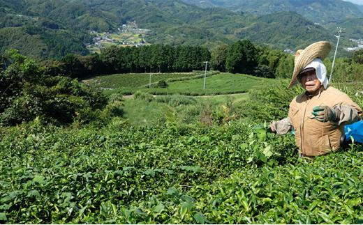 お茶 ティー バッグ 5種 詰合せ ブレンド 有機 茶葉 日本茶 紅茶 パック 詰め合わせ セット カテキン 健康