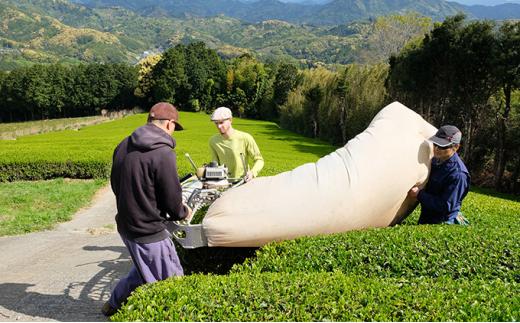 お茶 茶葉 煎茶 100g × 3袋 やぶきたみどり 有機 オーガニック 静岡県産 日本茶 お茶っ葉 アルミ チャック 付き