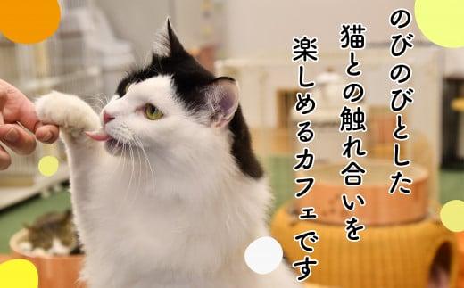 【返礼品なし】 猫 保護 支援 ねこ カフェ いろり 藤枝 猫 ネコ 里親 猫 寄付 ふれあい 猫