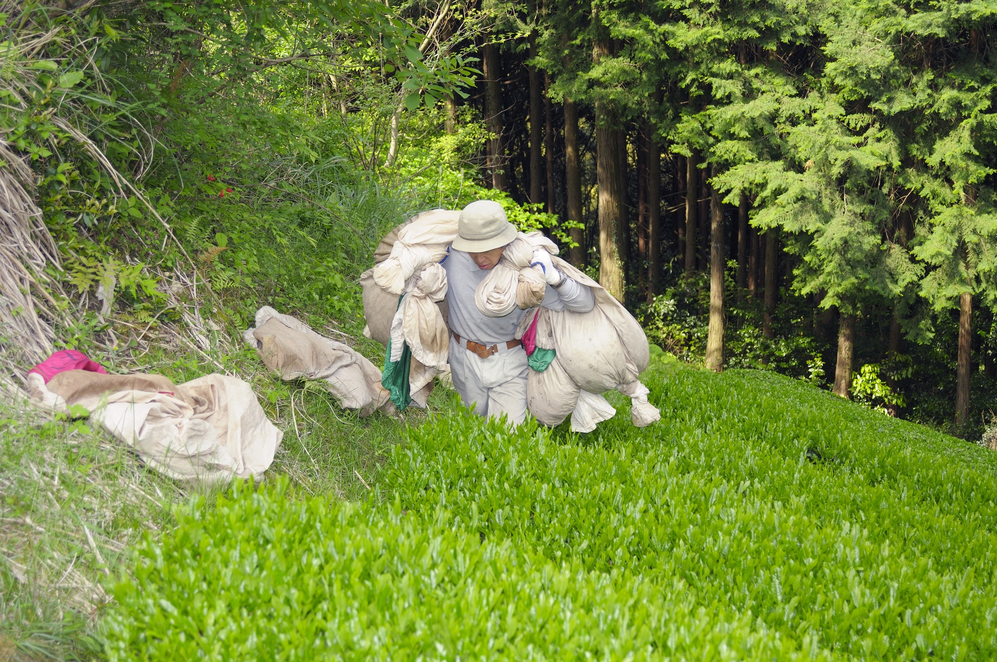 ほうじ茶 200g 3袋 一番茶使用 有機茶 100% オーガニック茶 静岡県産 日本茶 お茶 飲料 贈答 高級 贅沢 静岡県 藤枝市