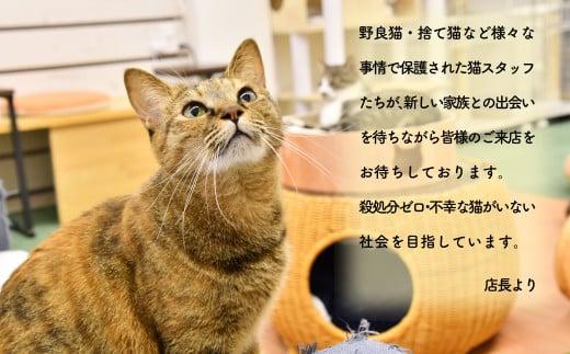 【返礼品なし】 猫 保護 支援 ねこ カフェ いろり 藤枝 猫 ネコ 里親 猫 寄付 ふれあい 猫