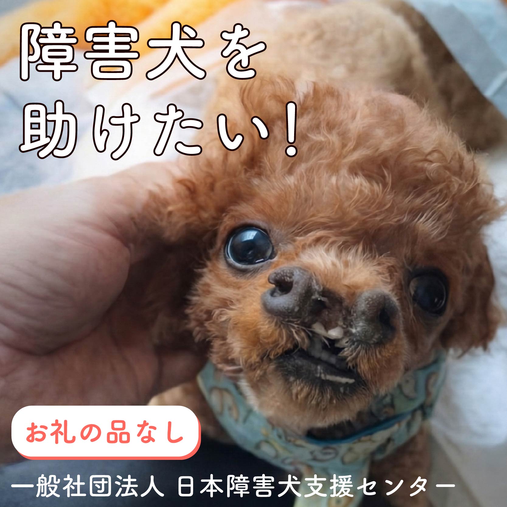 【返礼品なし】 障害犬 保護犬の支援 ハッピープラン 保護 支援 里親 譲渡 治療 餌 犬 動物愛護 藤枝市 静岡県