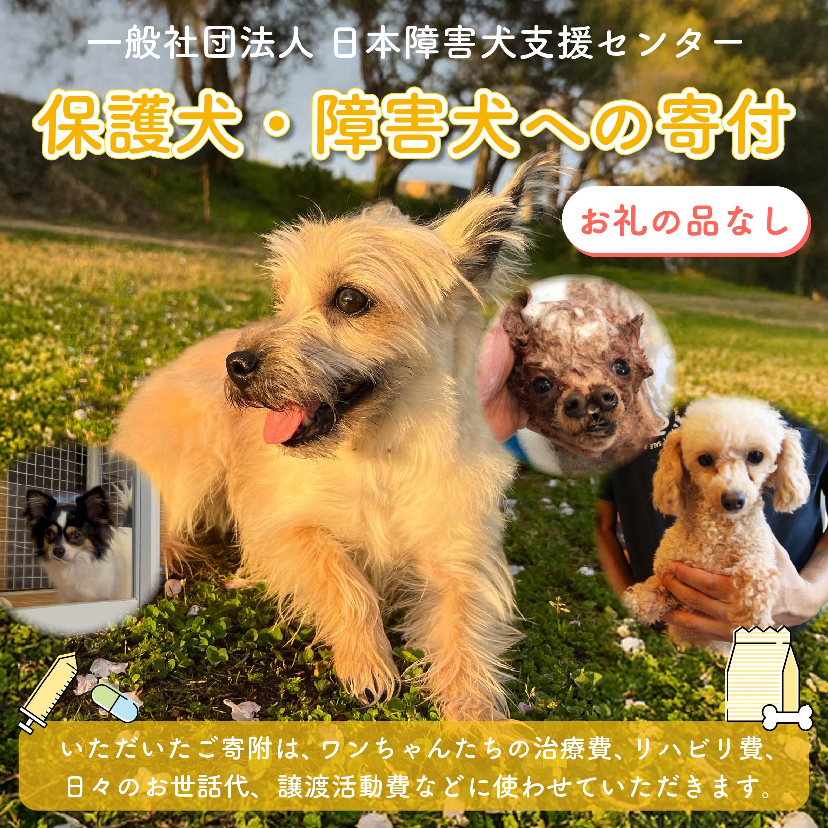 【返礼品なし】 障害犬 保護犬の支援 ラッキープラン 保護 支援 里親 譲渡 治療 餌 犬 動物愛護 藤枝市 静岡県