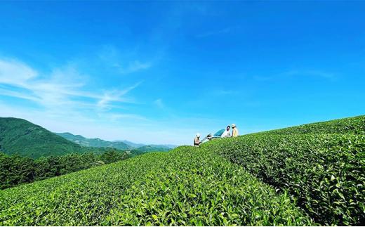 お茶 ティー バッグ 5種 詰合せ ブレンド 有機 茶葉 日本茶 紅茶 パック 詰め合わせ セット カテキン 健康