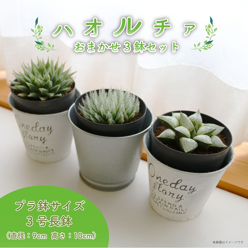 【2024年9月から順次出荷】 多肉植物 ハオルチア プラ 鉢植え おまかせ ３鉢 セット 観葉植物 プラ鉢 ミニサイズ 植物 人気 趣味 インテリア ナチュラル 自然 緑 かわいい 初心者