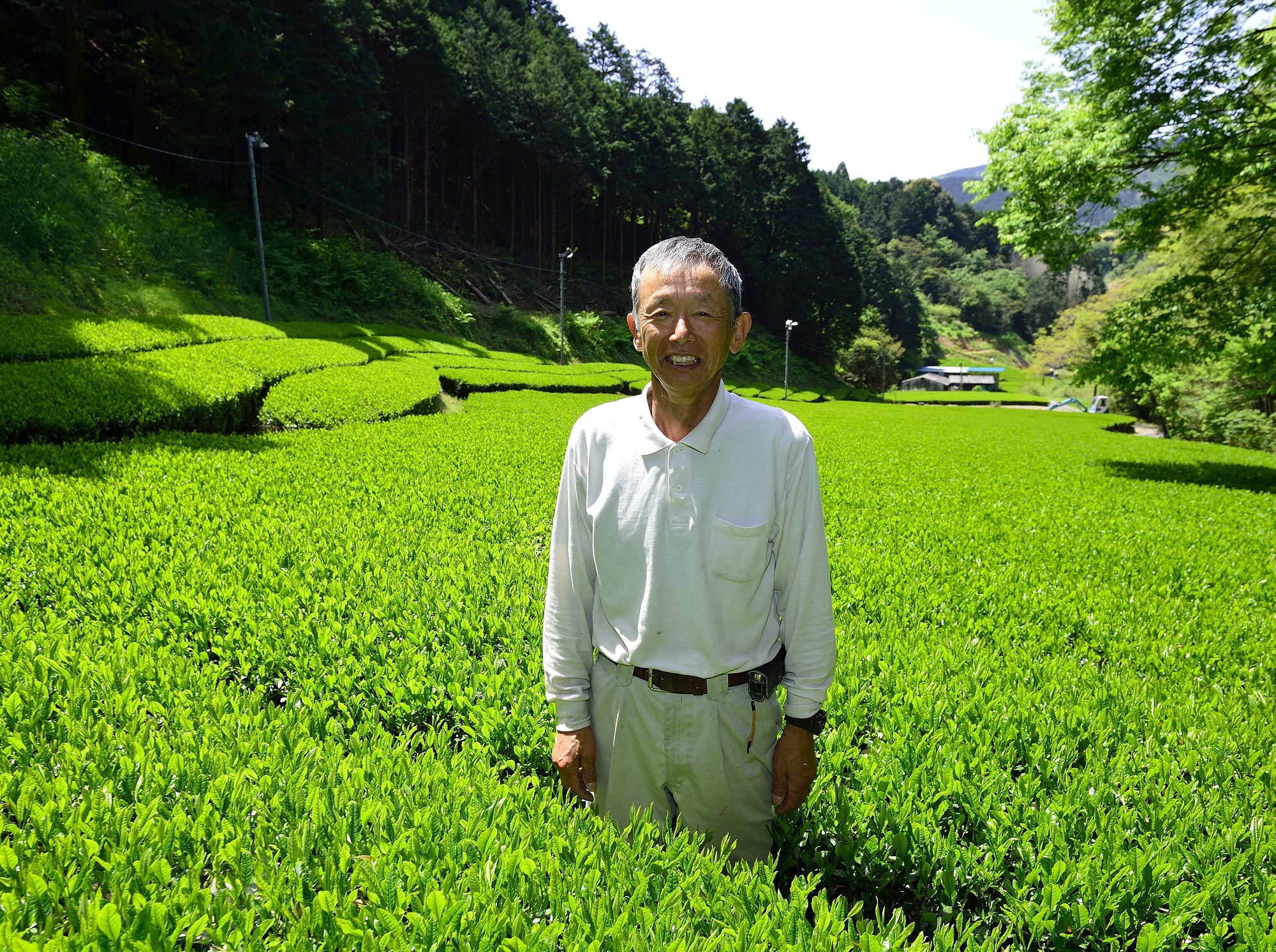 煎茶 ティーバッグ 30包 3袋 セット 有機農家 静岡県産 日本茶 お茶 静岡県 藤枝市