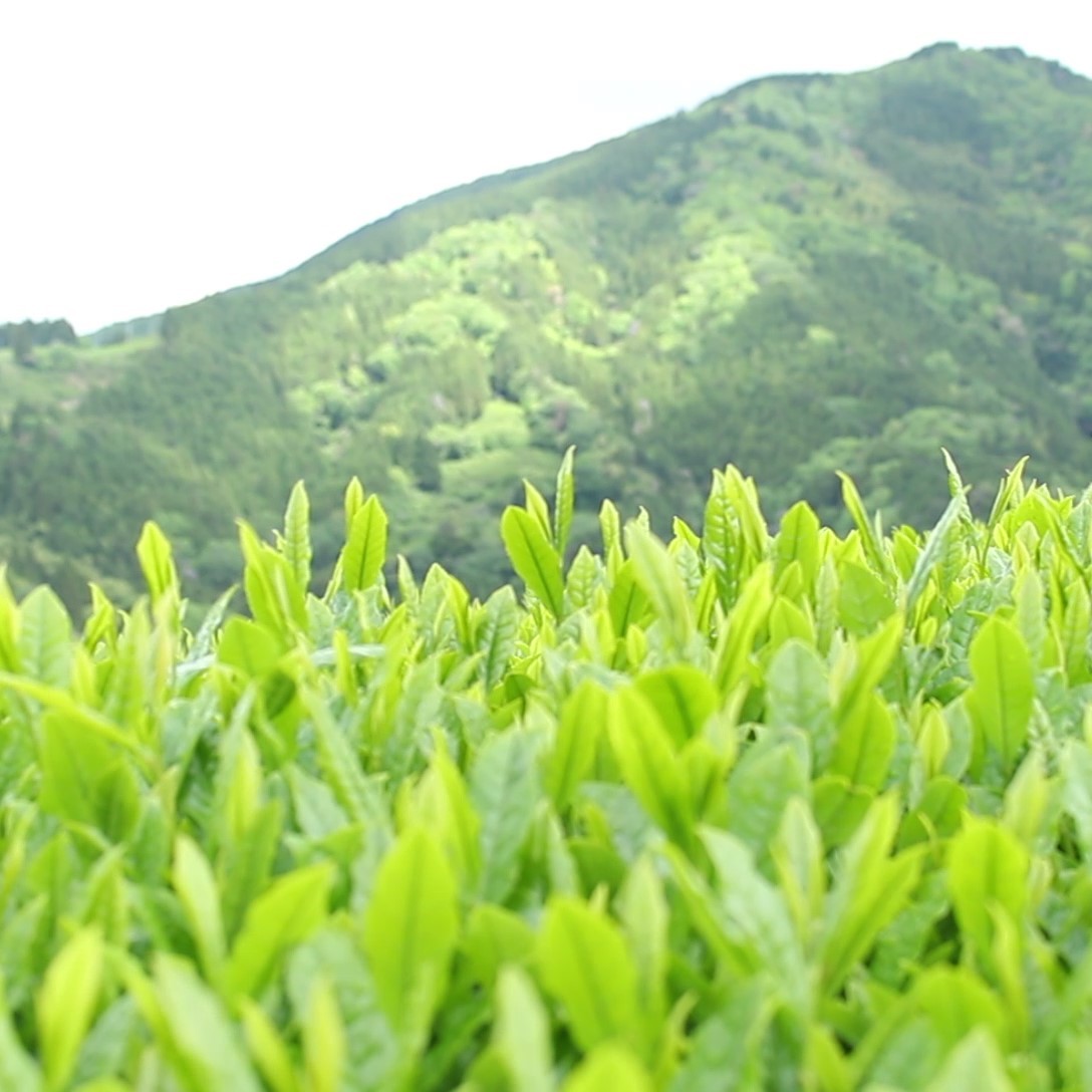 ハローキティ 緑茶 ティーバッグ 4袋 マグネット 付き 有機 お茶 茶 キティちゃん ギフト 贈答 静岡 藤枝市 飲み比べ セット