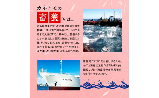 【オンライン決済限定】 【2024年12月発送】 訳あり 本まぐろ 中とろ 刺身用 約400g 年内配送 不定型柵 本鮪 まぐろ 中トロ 解凍 鮪 漬け マグロ ユッケ 海鮮 本マグロ