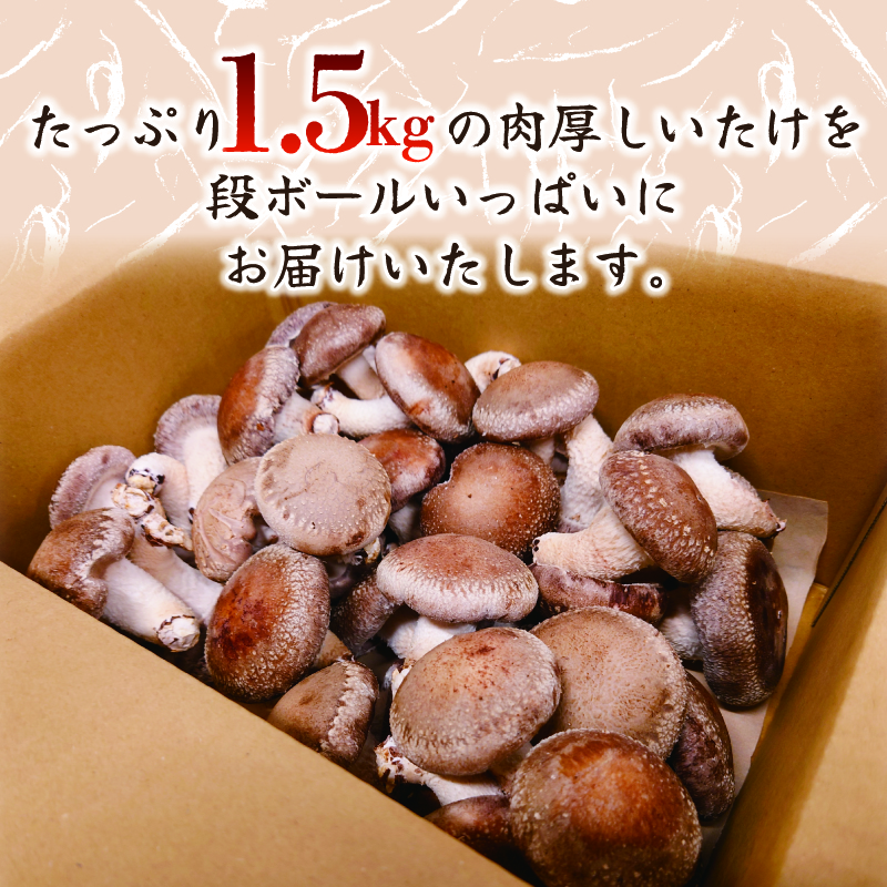 ã12æïœ4æçºéã èš³ãã äžæã çãããã 1.5kg ç ãããã ã·ã€ã¿ã± åžžæž© é
é æ€èž 倧ã¶ã é£ã¹å¿ã åã èå ããŸã¿ æ œå¹æéäž èŸ²è¬äžäœ¿çš