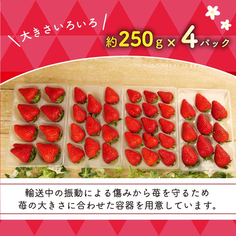 【先行予約 : 2026年1月〜2026年2月発送予定 】 いちご きらぴ香 約1kg 約250g×4パック 朝どれ 完熟 苺 産地 直送 フレッシュ イチゴ 贈答 フルーツ 果物 国産 静岡県 藤枝市 ふるさと人気 ふるさとおすすめ