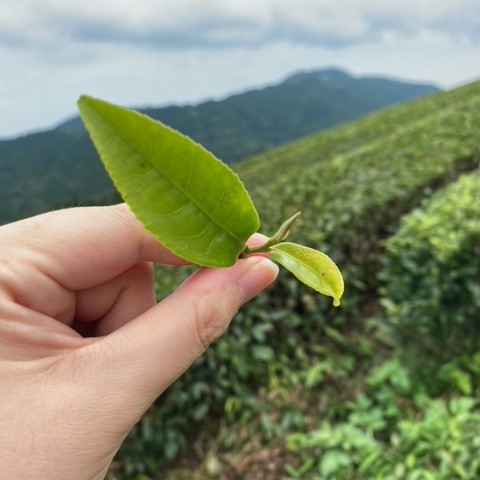 有機 栽培茶 ティーバッグ 玄米茶 緑茶 ほうじ茶 和紅茶 4種 ×3パック 3箱 茶 お茶 MEGMI 静岡 藤枝市 アソート パック 飲み比べ セット