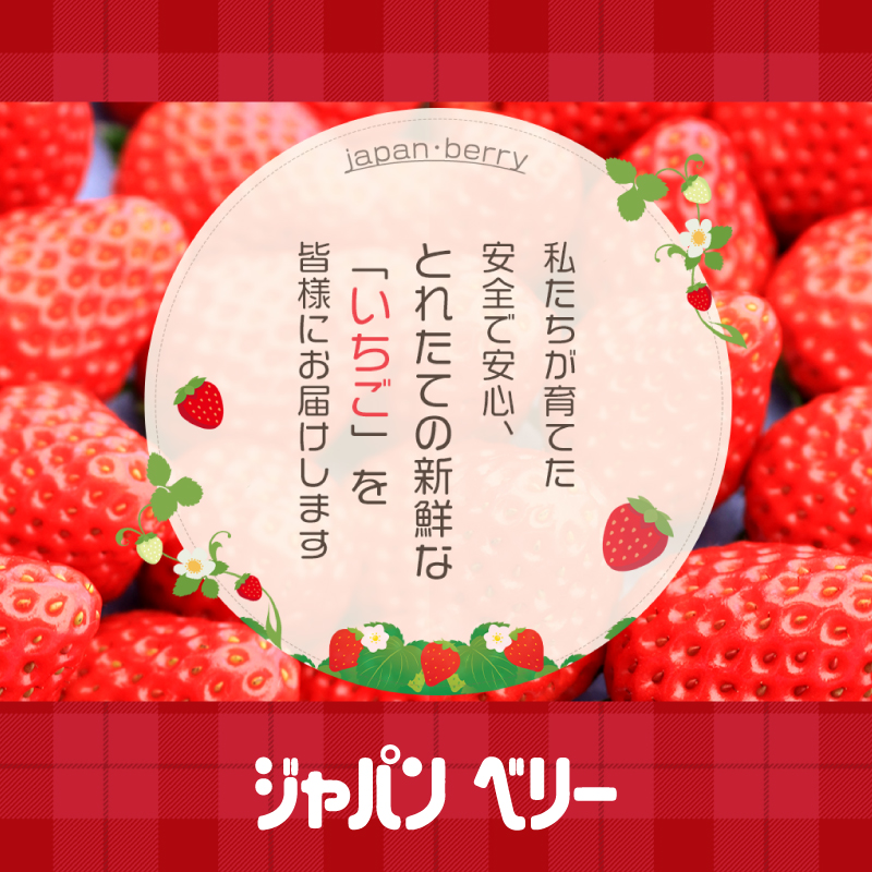 【先行予約 2026年04月より順次発送】 いちご 2kg 以上 おまかせ 苺 旬 産地 直送 フレッシュ イチゴ 紅ほっぺ きらぴ香 かおりの フルーツ 果物 国産 ジャパン ベリー オンライン決済限定 静岡県 藤枝市