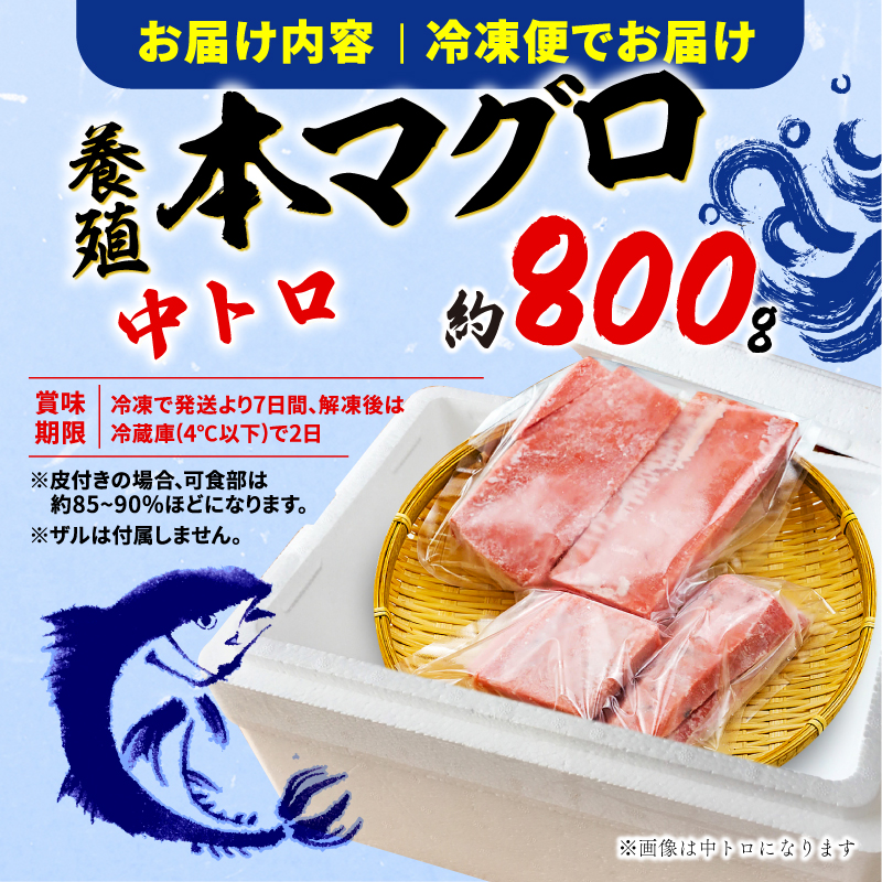 訳あり 本まぐろ 中とろ 中とろ セット 約 800g 不定型柵 鮪 まぐろ 中トロ 冷凍 鮪 漬け マグロ ユッケ 海鮮 本マグロ 本まぐろ 人気 まぐろ おいしい まぐろ 静岡 藤枝