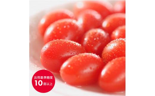 甘い ミニトマト アメーラルビンズ トマト 5パック 高糖度 10度 以上 化粧箱入り 産地 直送 新鮮 旬の 野菜 高級 フルーツトマト ジュース にも